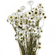 Acroclinium Branco, Plantas Secas, Helichrysum, Flores Secas L20–40cm 25g