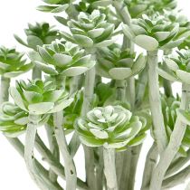 Suculenta Echeveria 17cm Cinza 3pcs