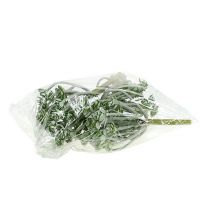 Itens Suculenta Echeveria 17cm Cinza 3 unid.