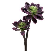 Planta suculenta roxo-cinza escuro Ø7cm, Ø10cm Alt.30cm