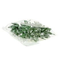 Itens Suculenta Echeveria Ø6,5cm C11cm 6 unid.