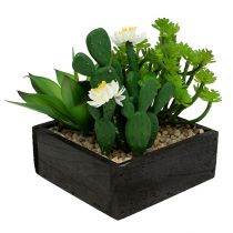 Suculentas em caixa de madeira Alt.14cm 1p