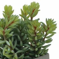 Sedum de cobra suculenta em pote Alt 16cm