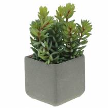 Sedum de cobra suculenta em pote Alt 16cm