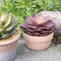 Itens Planta suculenta em vaso Echeveria artificial vermelha Ø15cm