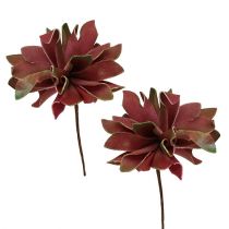 Suculentas vermelho escuro Ø10cm 12 unidades