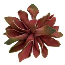 Suculentas vermelho escuro Ø10cm 12 unidades