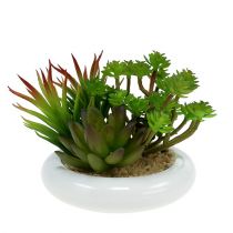 Suculentas em vaso Ø12cm Alt.11cm 1ud
