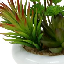 Suculentas em vaso Ø12cm Alt.11cm 1ud