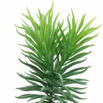 Suculenta Senecio Ragwort Verde 20cm