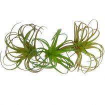 Tillandsia sortida 8cm 3 unidades