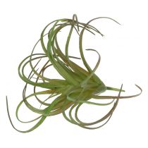 Tillandsia sortida 8cm 3 unidades