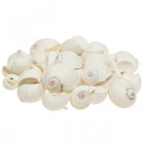 Decoração de mesa marítima, conchas de caracóis vazias branco 3-4,5cm 500g