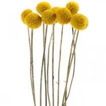 Itens Craspedia Flores Secas Baquetas Amarelas 70cm 10uns