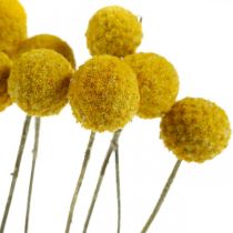 Itens Craspedia flores secas, amarelas, 70cm, decorativas, 10 peças