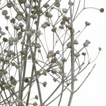 Flor seca Massasa ramos de deco branco 50-55cm cacho de 6 peças
