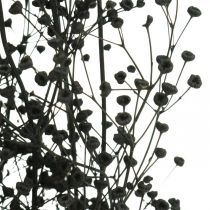 Flor seca Massasa decoração natural preta 50-55cm cacho de 10pcs