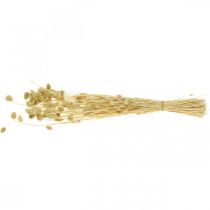 Itens Flor seca Phalaris, cacho de grama decorativa, florística seca, boho nature, branqueada L55cm 100g