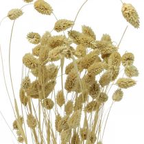 Itens Flor seca Phalaris, cacho de grama decorativa, florística seca, boho nature, branqueada L55cm 100g