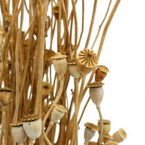 Itens Flores secas cápsulas de sementes de papoula natureza seca selvagem decoração seca bando 100g