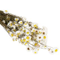 Itens Flores secas de Acroclinium, flores brancas, arranjo floral seco, 60cm, 80g