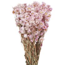 Itens Buquê de Flores Secas Decoração Seca Camomila Rosa 65cm 50g