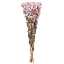 Itens Buquê de Flores Secas Decoração Seca Camomila Rosa 65cm 50g