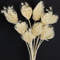 Itens Flores secas creme funcho branqueado 45 cm buquê 10 unidades