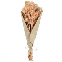 Itens Decoração com flores secas funcho salmão C50cm Ø4-5cm 100g