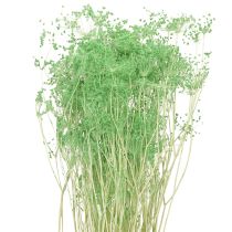 Itens Flores secas Umbellifera Verde 70-80cm 150g