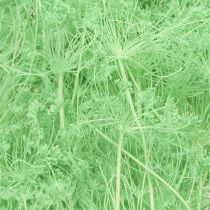 Itens Flores secas Umbellifera Verde 70-80cm 150g