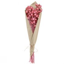 Itens Flores secas cardo seco rosa cardo morango tingido 50cm 100g