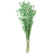 Itens Flores secas cominho preto nigela verde 50cm 100g