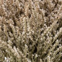 Itens Ramo de lavanda-da-praia seca, Statice natural, 1kg