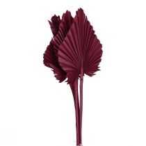 Decoração de flores secas, palma lança vinho tinto seco 37 cm 4 unidades