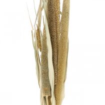 Floricultura seca Grão Molho de espigas de milho secas 45cm