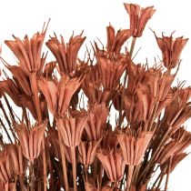 Flores secas decoração cominho preto vermelho marrom Nigella 40cm 100g