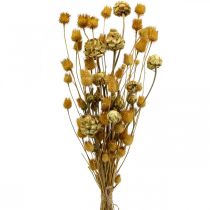 Bouquet de flores secas alcachofra morango cardo natureza 40–55cm 100g