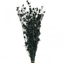 Cardo Seco Morango Cardo Preto Flores Secas 100g