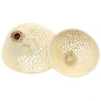Itens Frutas Secas Bell Cup branqueado Funeral Floristry 8,5-11cm 10 Pcs