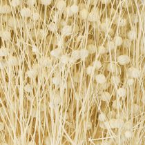 Itens Linho seco natural branqueado 50-55cm 180g