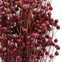 Itens Grama Seca Linho Seco Rosa Velho Alt.50–55cm 80g