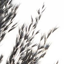 Itens Capim seco, junco, preto, 70 cm, tendência decorativa, 10 peças