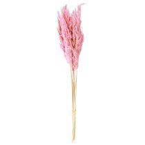 Itens Capim-dos-pampas rosa seco decorativo, 70 cm, 10 unidades