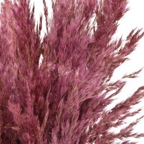 Itens Capim-de-junco seco, capim decorativo seco, rosa antigo, 75 cm, 10 peças