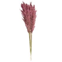 Itens Capim-de-junco seco, capim decorativo seco, rosa antigo, 75 cm, 10 peças