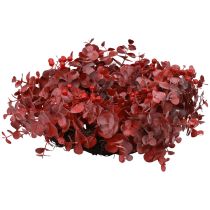 Guirlanda de porta eucalipto guirlanda de eucalipto vermelho artificial Ø40cm