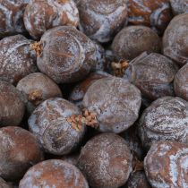 Itens Cones de zimbro Zimbro sírio natural Ø1,5–2,5cm 1kg
