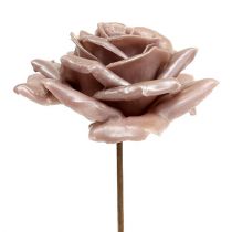 Cera rosa mistura de champanhe Ø10cm 6pcs