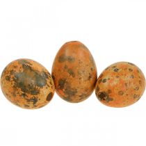Ovos de Codorna Ovos Recheados Laranja Damasco 3cm 50p